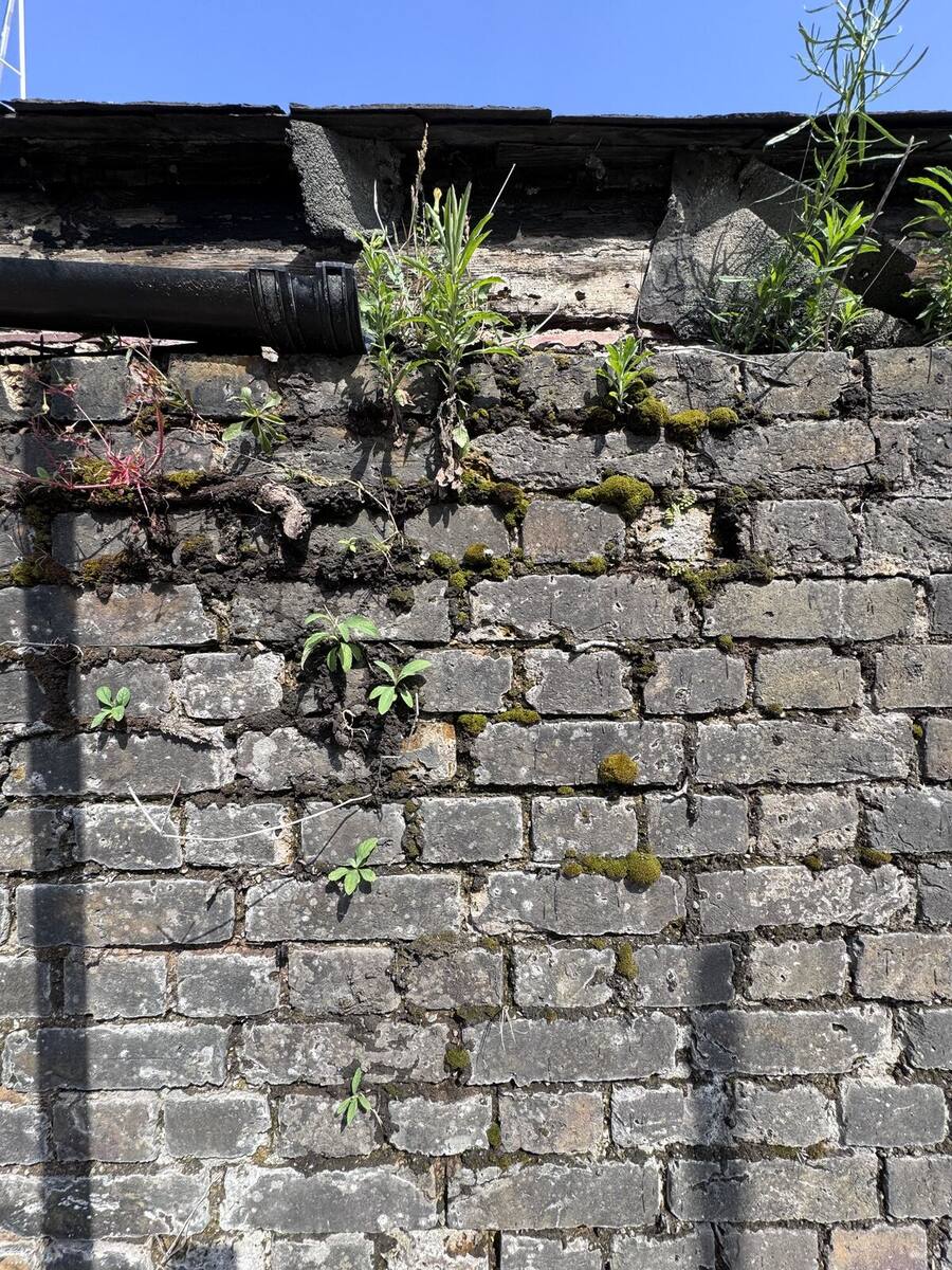Soiled brickwork with biological growth before cleaning